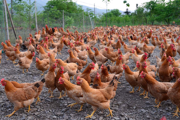 長春金河鋼結(jié)構(gòu)工程公司